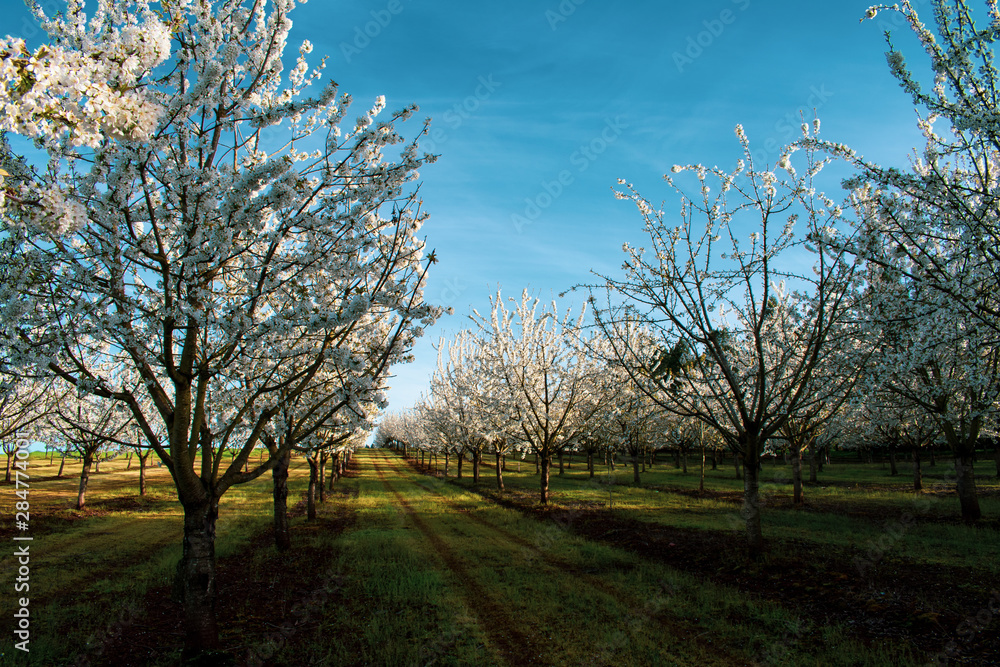 Looking down rows of blooming cherry trees in an Oregon orchard in spring.