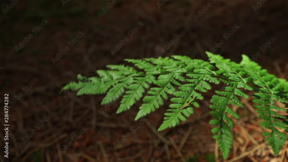 Single plant moving in the wind nice and quietly Single plant moving in the wind nice and quietly