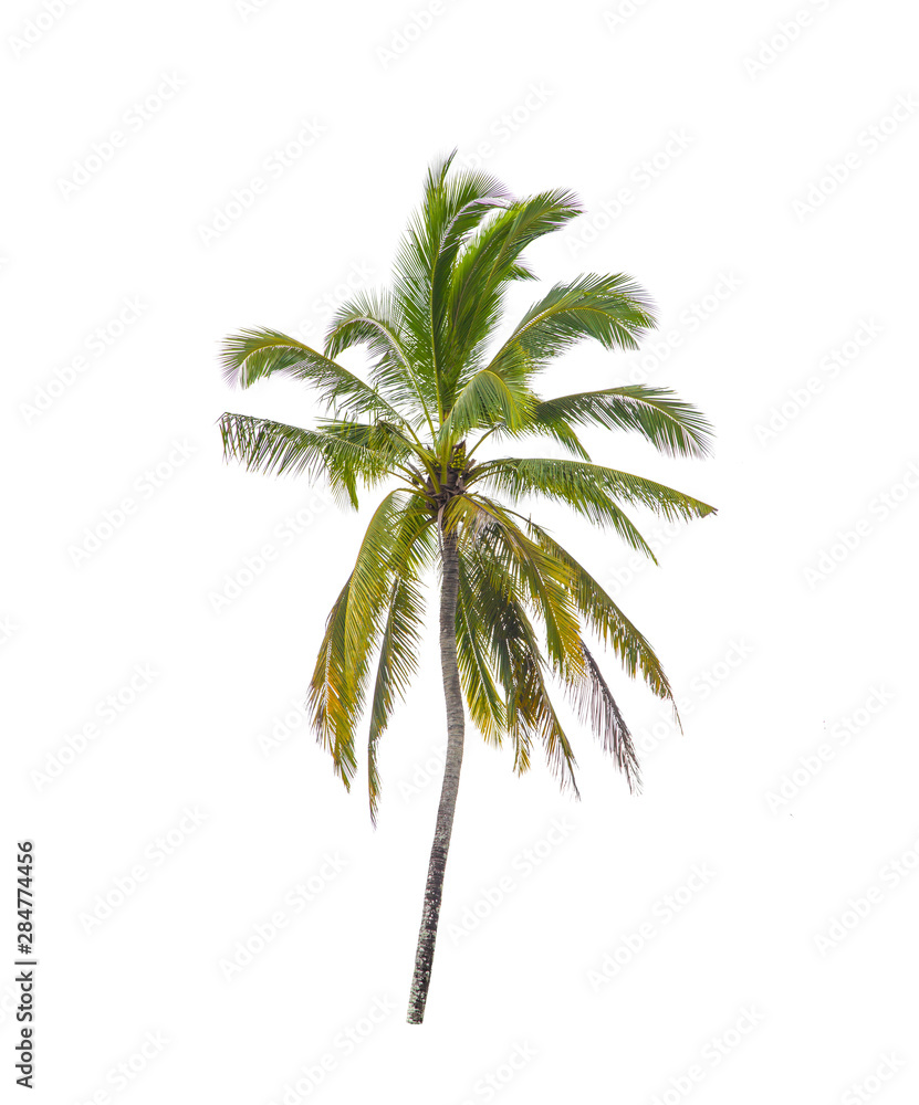 Obraz premium isolated tree on white background with clipping path