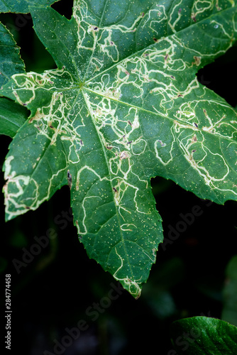 Leaf miners are the larvae of various beetles, flies, moths, and sawflies.