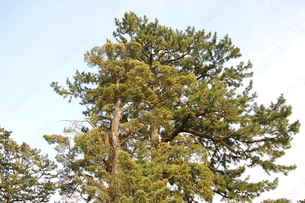 Obraz premium 小田原城跡にある巨木