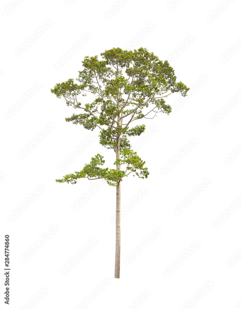 Fototapeta premium isolated tree on white background with clipping path