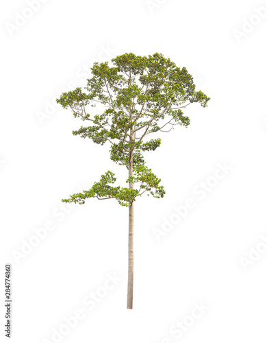 isolated tree on white background with clipping path