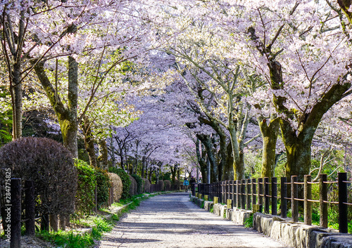 Cherry blossom (hanami) in Kyoto, Japan