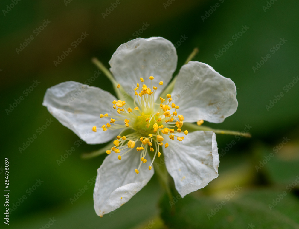 Obraz premium Evergreen rose flower