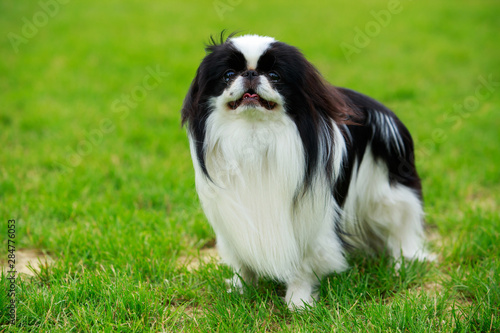 Φωτογραφία Japanese chin breed dog