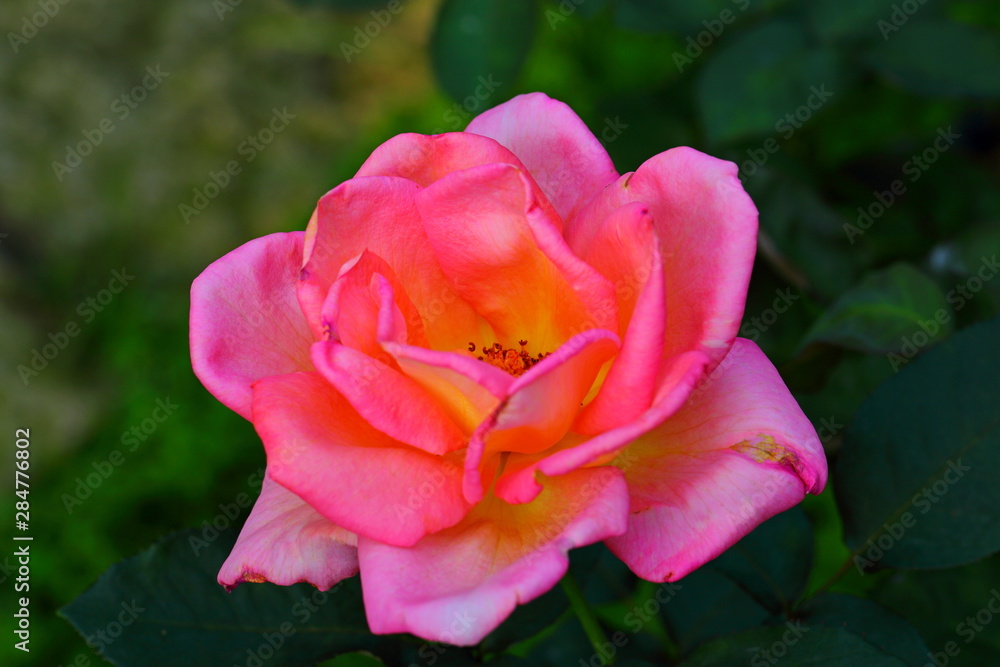 Beautiful Rose flower in the garden Beautiful Rose flower in the garden