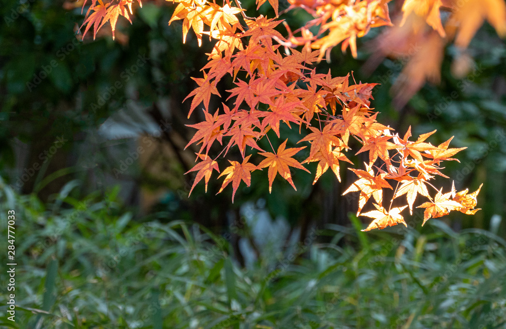 Selective focus of colourful maple leaves in autumn at Japanese forest Selective focus of colourful maple leaves in autumn at Japanese forest