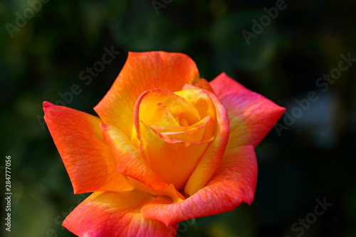 Beautiful Rose flower in the garden photo