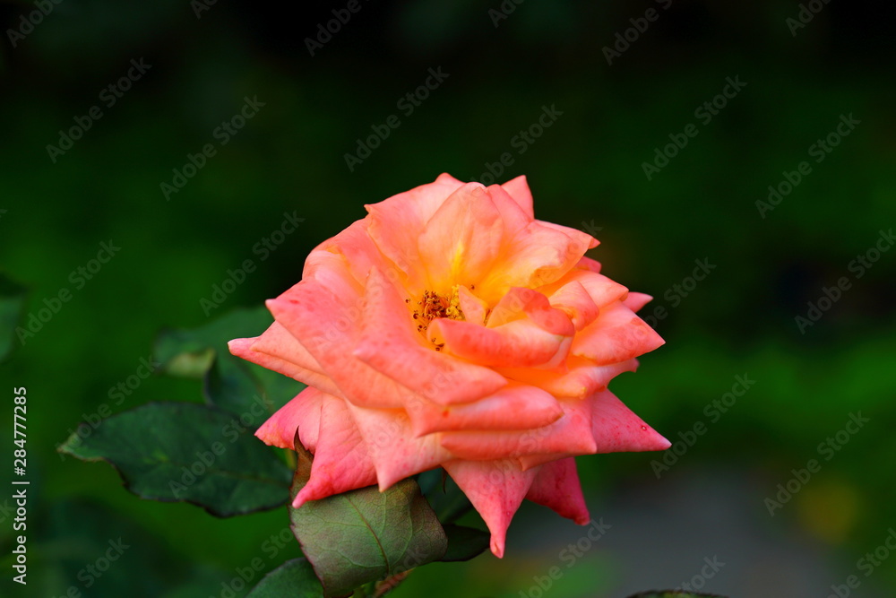 Beautiful Rose flower in the garden Beautiful Rose flower in the garden