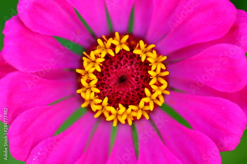 Close up beautiful daisy flower in the garden © leochen66
