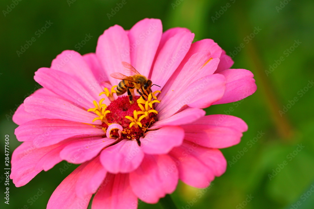 Close up beautiful daisy flower in the garden Close up beautiful daisy flower in the garden