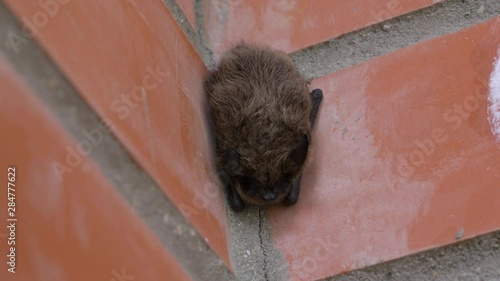 Little bat in the city hanging on the wall of the house