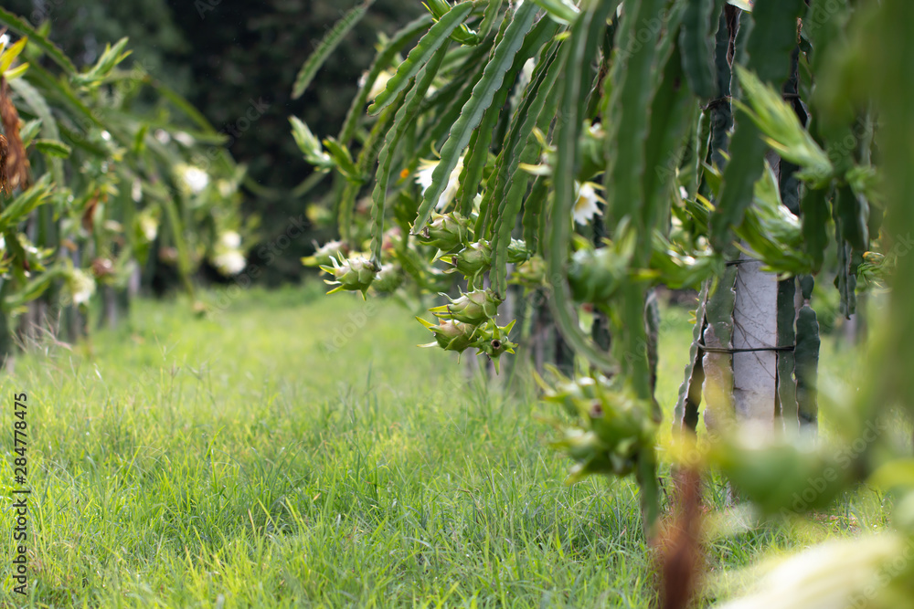Obraz premium Dragon fruit field or Landscape of pitahaya field, A pitaya or pitahaya is the fruit of several cactus species indigenous to the Americas