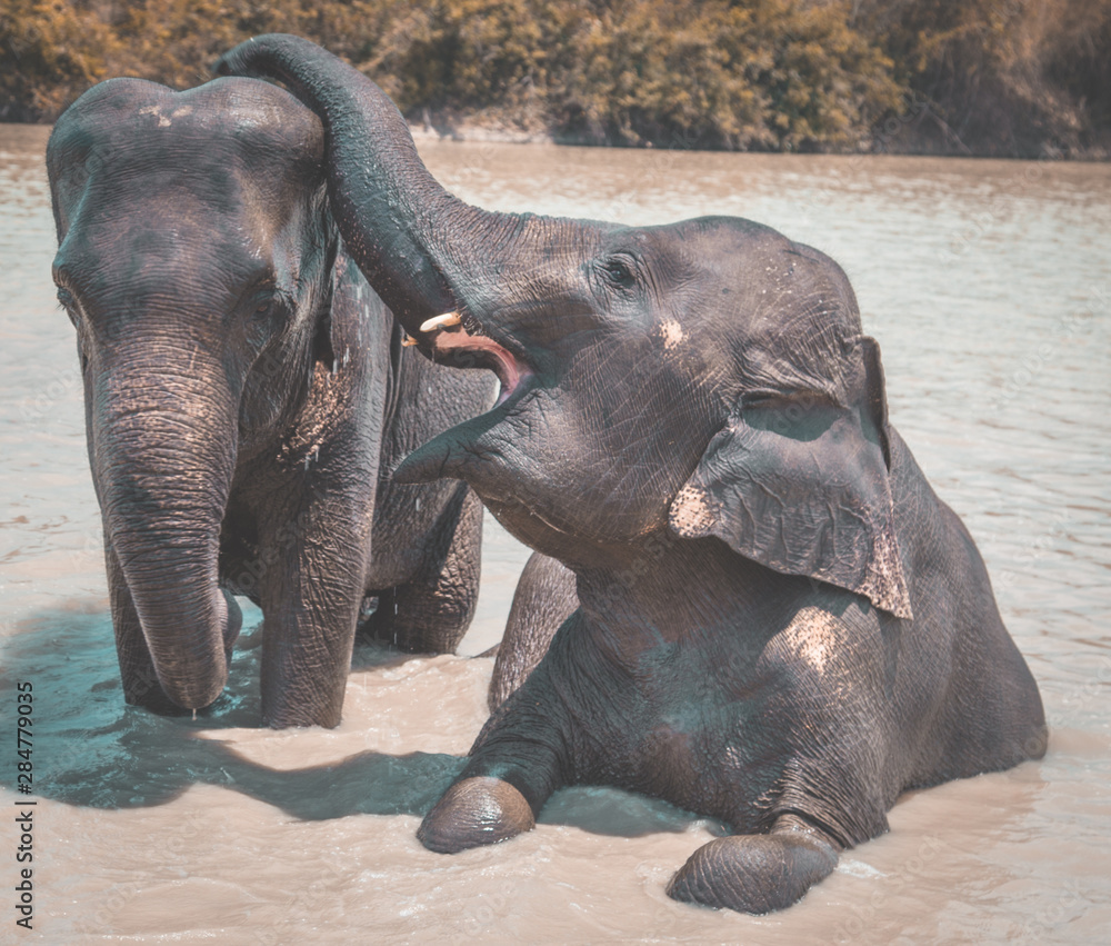 Elephant Sanctuary bathing in Isaan in Thailand