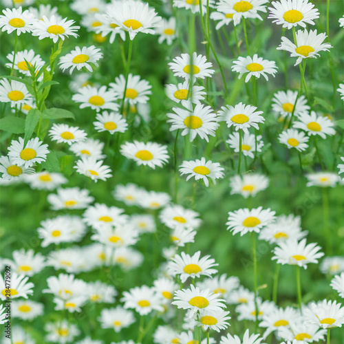Daisy flowers seamless pattern
