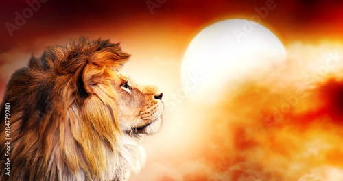 African lion and sunset in Africa. African savannah landscape theme, king of animals. Spectacular warm sun light and dramatic red cloudy sky. Proud dreaming fantasy lion in savanna looking forward. © julia_arda