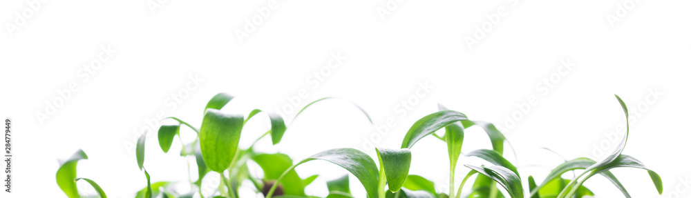 custom made wallpaper toronto digitalMicrogreen, sprouts, young herbs