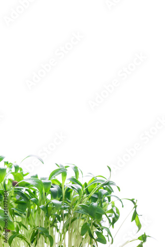 Microgreen  sprouts  young herbs