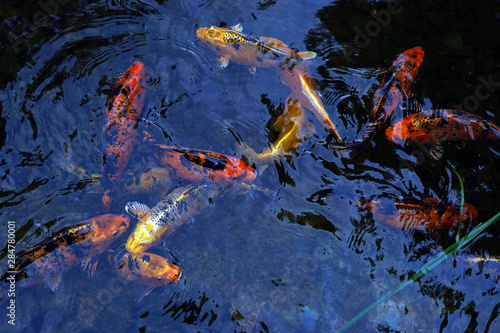 Colorful decorative beautiful carps. Fish in the water. Nature.