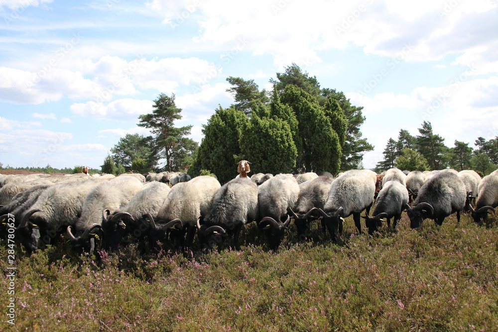 Obraz premium Ziegen bewachen die Heidschnucken in der Lüneburger Heide