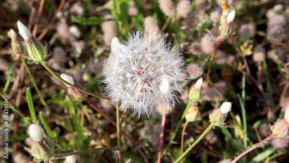 Wind moves through wild dandelion. Close-up field with wildflowers Wind moves through wild dandelion. Close-up field with wildflowers
