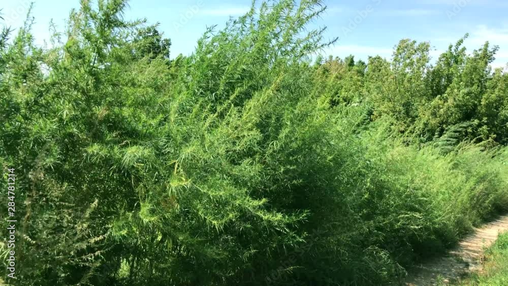 green tall growing hemp bushes on a summer day, the plant sways from a strong wind, Ukraine green tall growing hemp bushes on a summer day, the plant sways from a strong wind, Ukraine