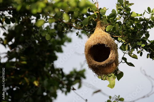 Close up of bird's nest on tree.