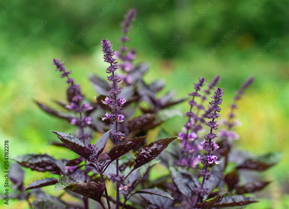 Fototapeta premium Green and healthy basil (Ocimum basilicum) seedling plant growing in organic garden soil close up