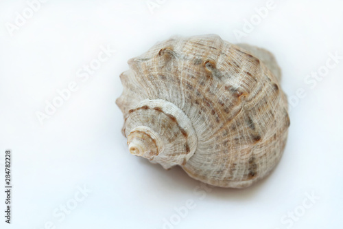 Seashell close-up on a white background