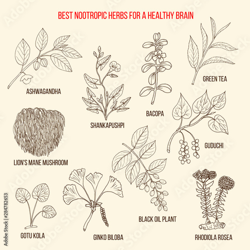 Best nootropic medicinal herbs for a healthy brain