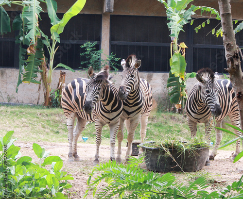 Zebras standing and eating grass. Animal wildlife scene.