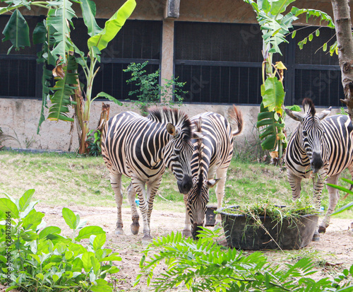Zebras standing and eating grass. Animal wildlife scene.