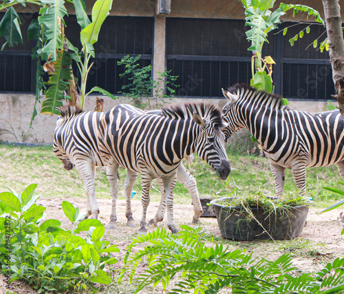 Zebras standing and eating grass. Animal wildlife scene.