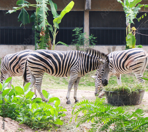 Zebras standing and eating grass. Animal wildlife scene.