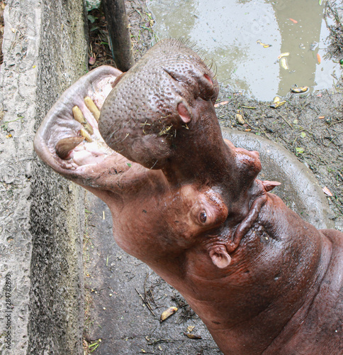 Huge hippo  in the water with a wide open mouth.  Hippopotamus amphibius. Animal in zoo.