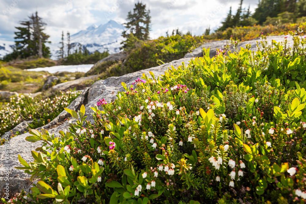 Fototapeta premium Mountains meadow