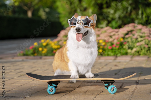 cute dog puppy redhead  pembroke welsh corgi, dressed in star-shaped sunglasses, standing  a skateboard on the street for a summer walk in the park, smiling, sticking out his tongue © Masarik