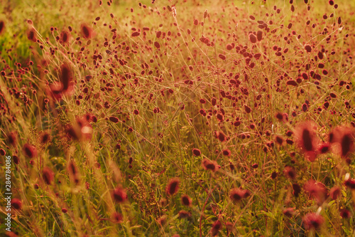 pink flowers and branches of a burnet in a field at sunset. autumn flowers photo