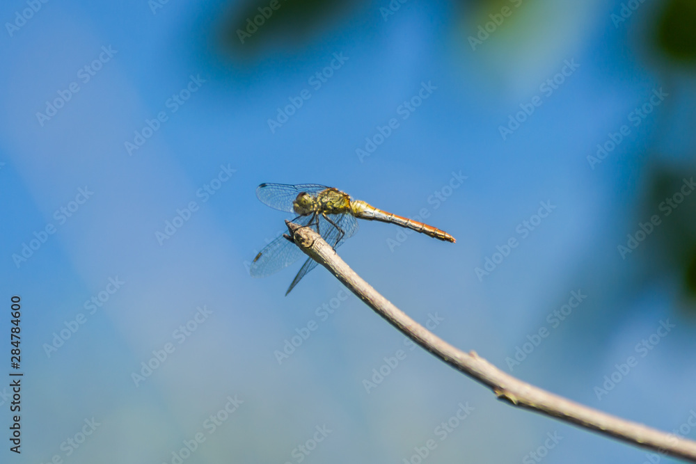 Dragonfly in their natural environment Dragonfly in their natural environment