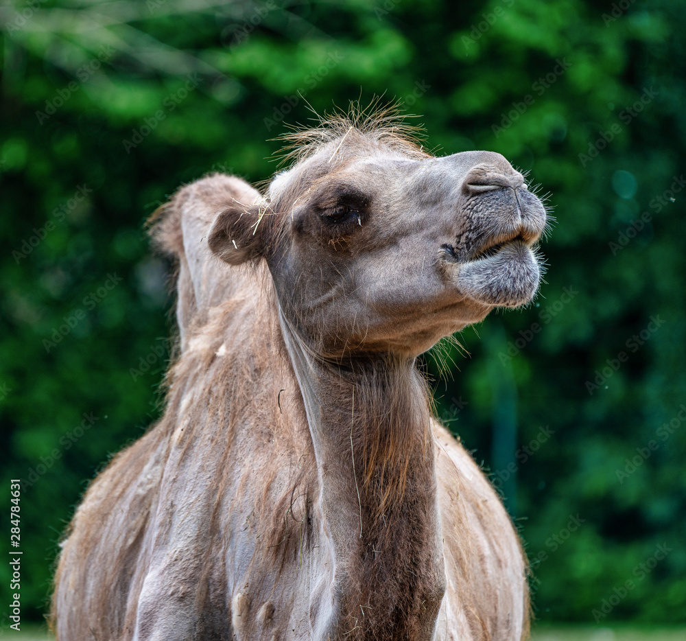 Fototapeta premium Bactrian camel, Camelus bactrianus in a german zoo