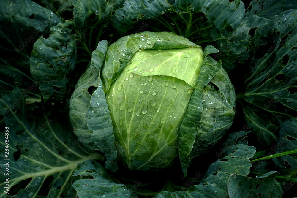 Obraz premium Fresh green cabbage vegetable growing in ecological farms 