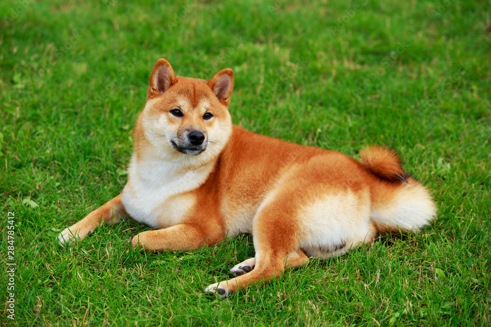 The dog breed Shiba inu The dog breed Shiba inu