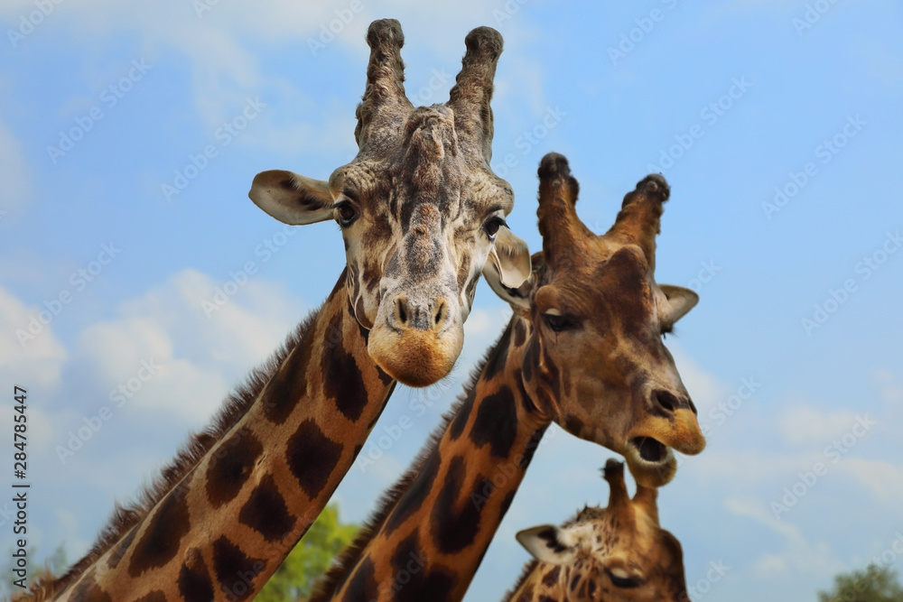 Naklejka premium Portrait of giraffe on blue sky background