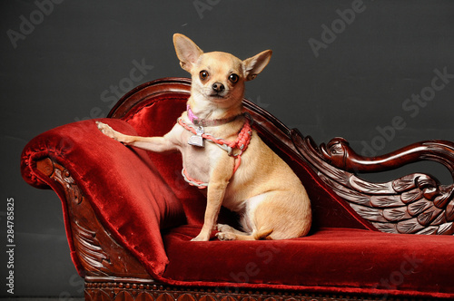 Принти на полотні Chihuahua dog posing on a couch in the studio