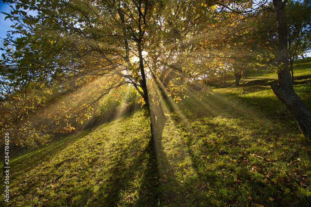Fototapeta premium Majestic alone beech tree on a hill slope with sunny beams at mountain valley. Dramatic colorful morning scene. Red and yellow autumn leaves. Carpathians, Romania, Transilvania Europe.