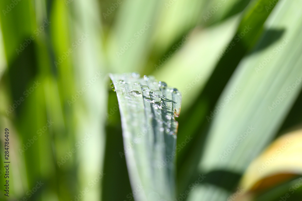 Fototapeta premium Green leaf with water drops in backlight