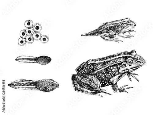 Hand drawn frog metamorphosis