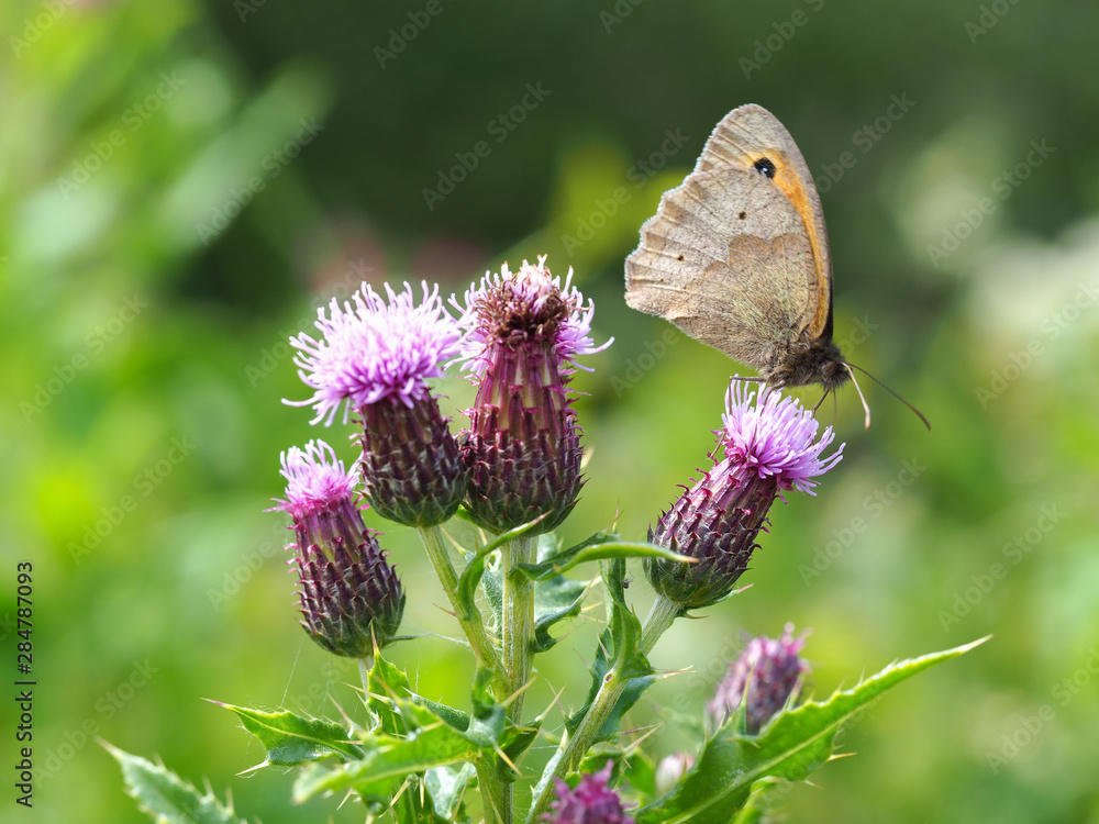 Meadow brown butterfly (Maniola jurtina) on a thistle flower Meadow brown butterfly (Maniola jurtina) on a thistle flower
