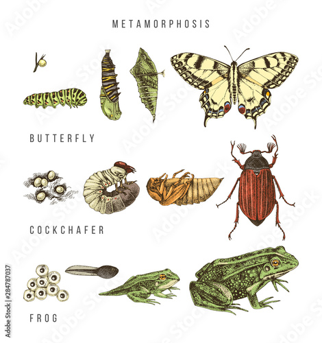 Metamorphosis of the swallowtail, cockchafer and frog